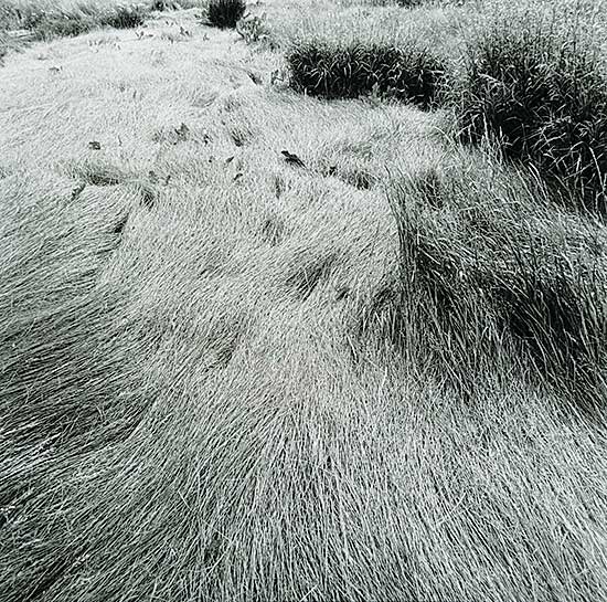 #214 ~ James - Untitled - Meadow Grasses