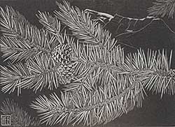 #1003 ~ Bergman - Untitled - Pine Bough