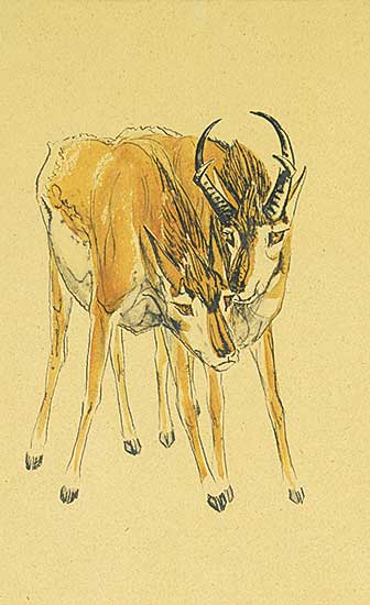 #1168 ~ Kerr - Two Pronghorm Antelopes