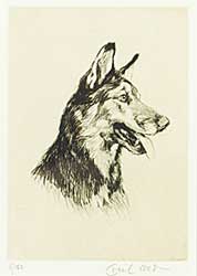 #1008 ~ Aldin - Untitled - German Shepherd  #8/150
