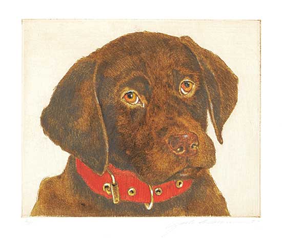 #1065 ~ Cowin - Untitled - Chocolate Labrador with Red Collar #A/P