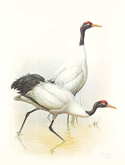 #175 ~ Lansdowne - Black-Necked Crane  #19/100