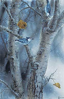 #1125 ~ Lee - On a Snowy Day [Whitebreasted Nuthatch]