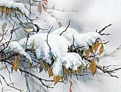 #1126 ~ Lee - Four Seasons [Winter Black-Capped Chickadee]