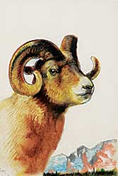 #1150 ~ Gilroy - Untitled - Bighorn Sheep