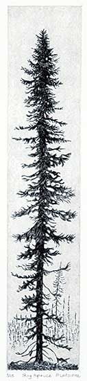 #1153 ~ Lapointe - Bog Spruce  #1/15
