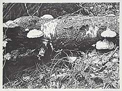 #1187 ~ Lindner - Fungi #37/100