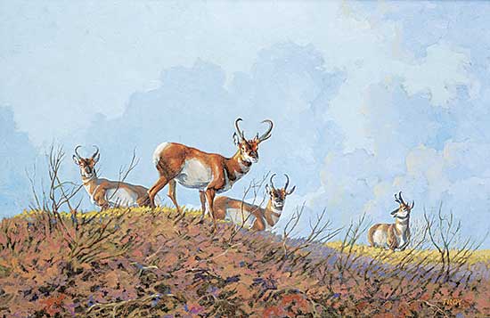 #2386 ~ Troy - Pronghorns Stag Party