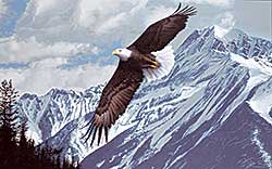 #2278 ~ Parker - Wings Over Winter - Bald Eagle