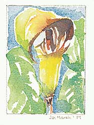 #1227 ~ Marsh - Untitled - Yellow Flower