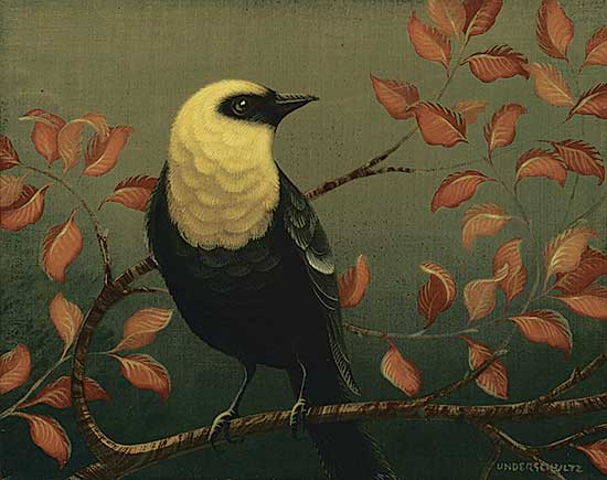#502 ~ Underschultz - Yellow-Headed Blackbird