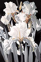 #205 ~ Berger - Untitled - White Irises