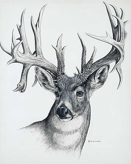 #2088 ~ Fehr - Untitled - Deer Portrait