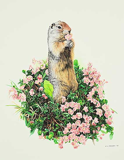 #1242 ~ Parker - Columbian Ground Squirrel