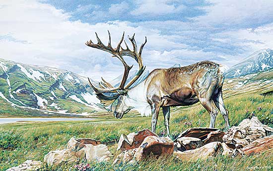 #2081 ~ Butts - Untitled - Grazing Caribou