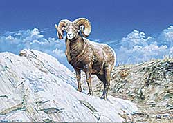#2080 ~ Butts - Untitled - Lone Big Horn Sheep