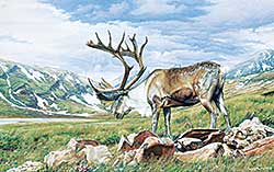 #2081 ~ Butts - Untitled - Grazing Caribou