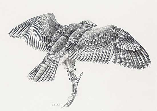 #2321 ~ Sandhurst - Untitled - Bird of Prey