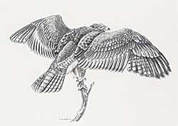 #2321 ~ Sandhurst - Untitled - Bird of Prey